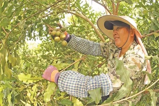 吳圩鎮：“洋果子”變成土特產